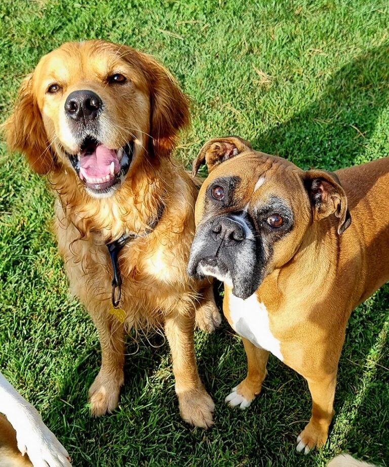 Gallery Lucky Dog Boardng Kennels